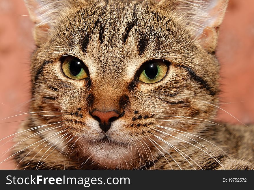 Tabby Cat Closeup. Cat with green wide eyes