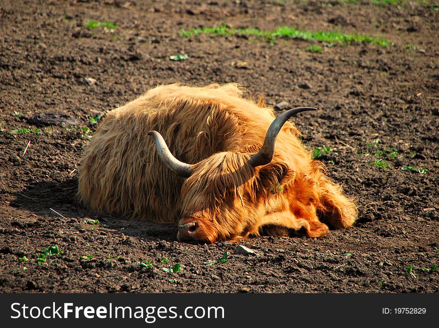 High Land Cattle Sleep