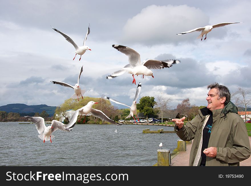 Man Feeding Gulls