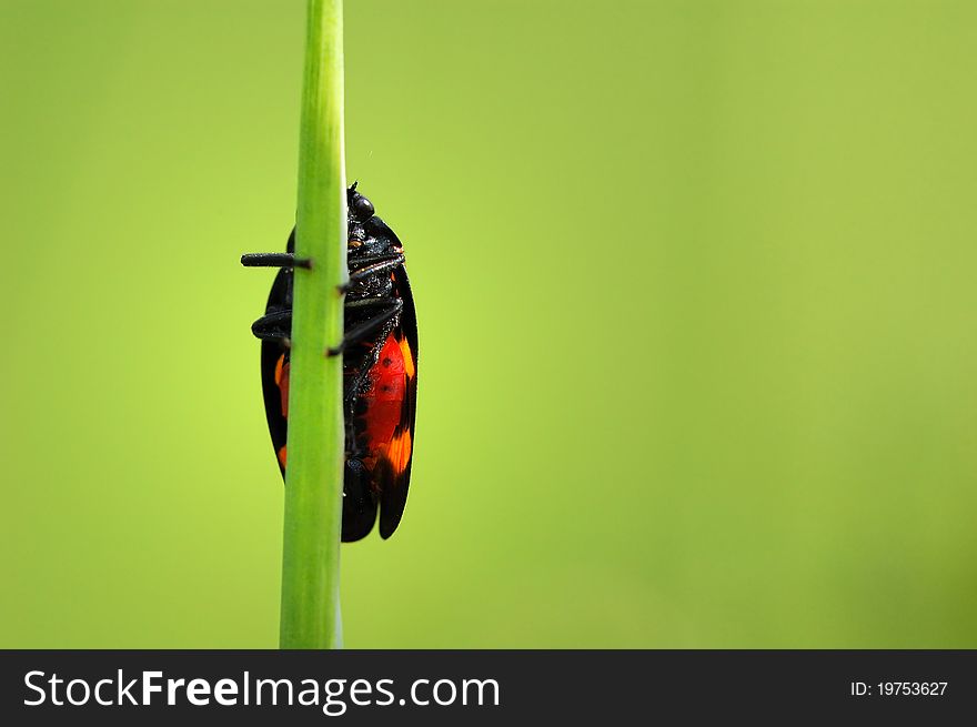 Beetle on  grass stalk