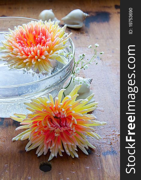 Chrysanthemums in water and cockleshells
