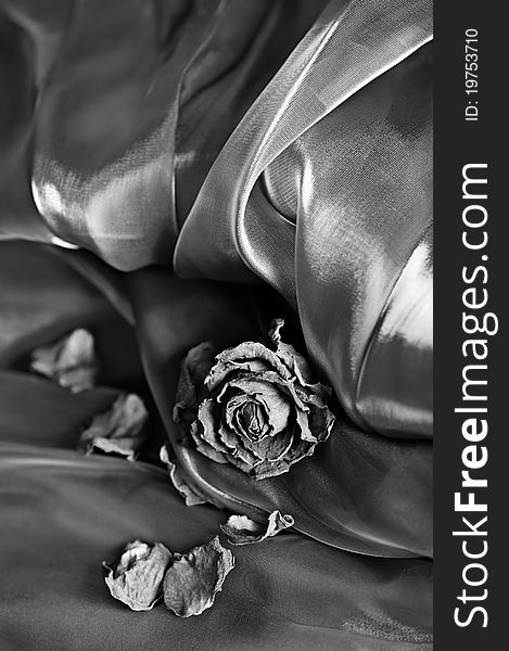 Vintage background: Dry rose on satin. Black and white image, shallow depth of field