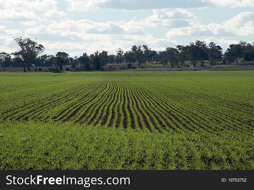 A cereal crop growing in a paddock. A cereal crop growing in a paddock