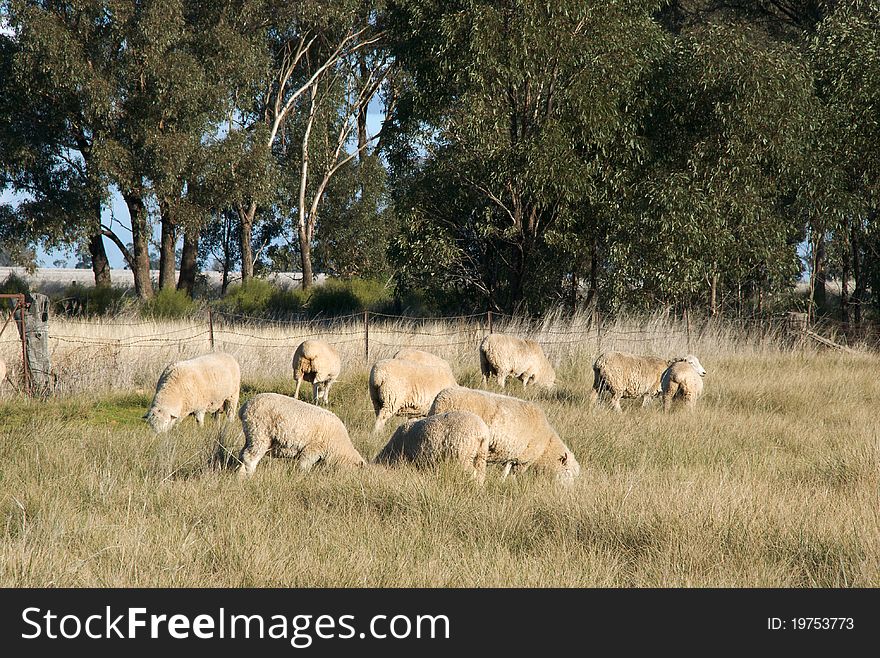 Sheep grazing in a lush grass pasture. Sheep grazing in a lush grass pasture