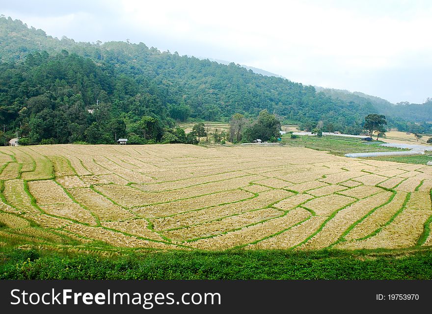 Rice Field in Northern Thailand