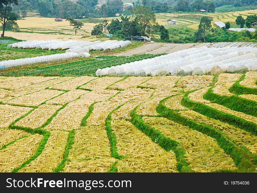 Rice Field in Northern Thailand