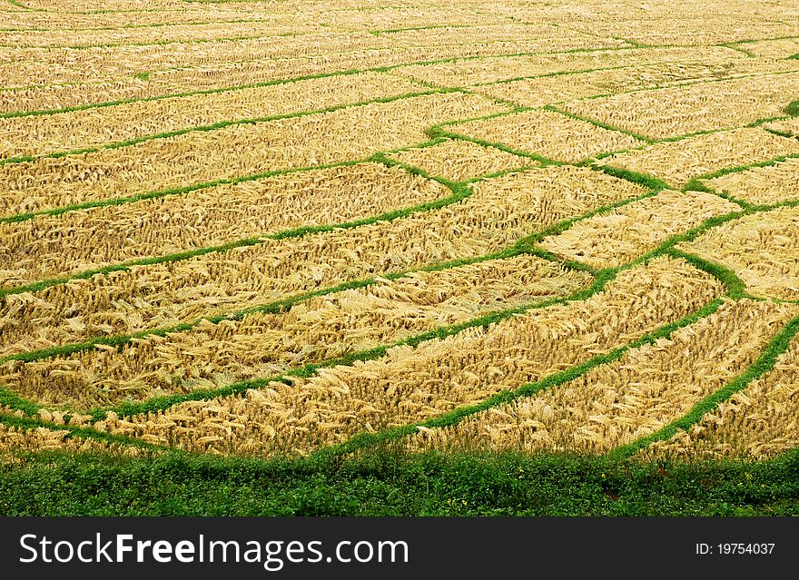 Rice Field in Northern Thailand