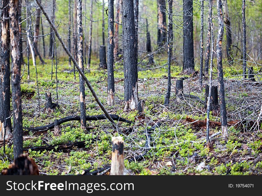 Effects of forest fires in the taiga