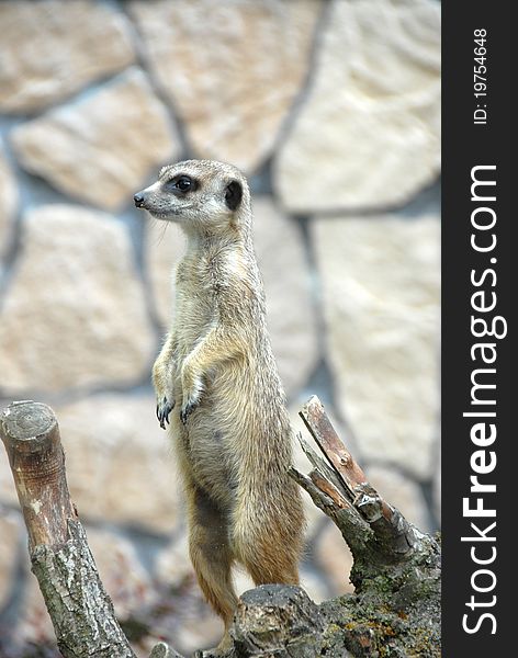 Meerkat steppe wild animal in captivity