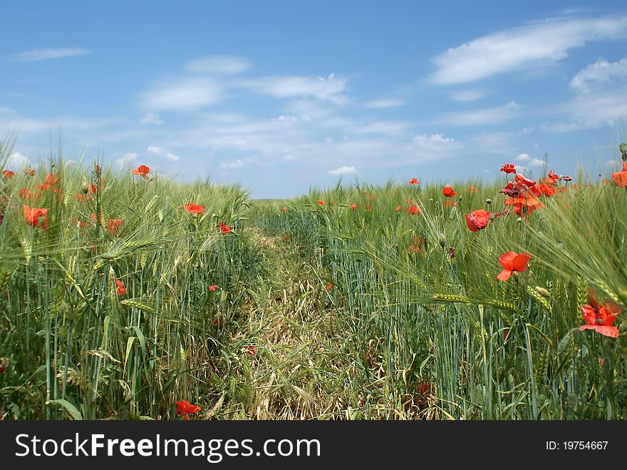 A footpath in a wheat field with red weed. A footpath in a wheat field with red weed