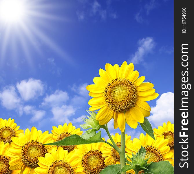 Summer sun over the sunflower field