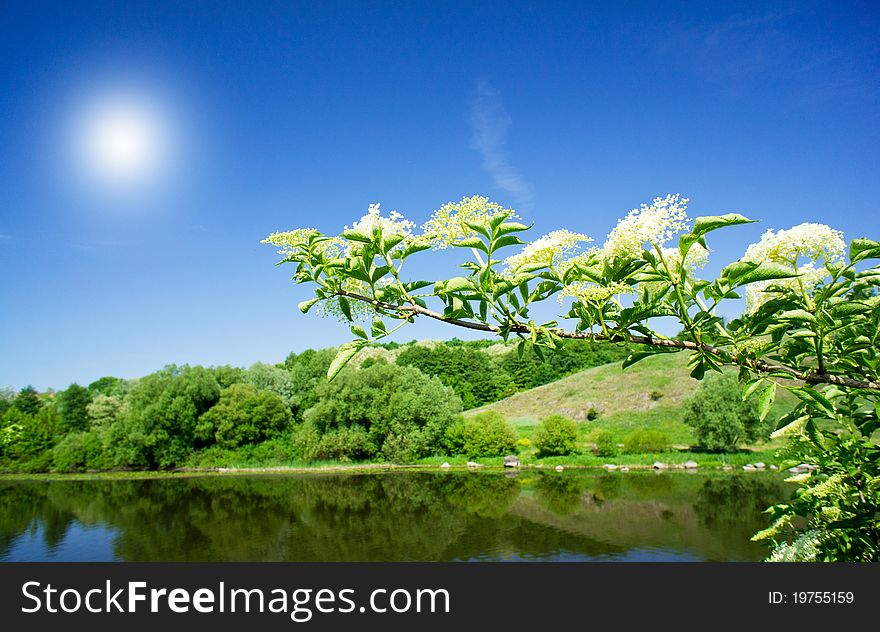 Elderflower and nice river by summer. Elderflower and nice river by summer.