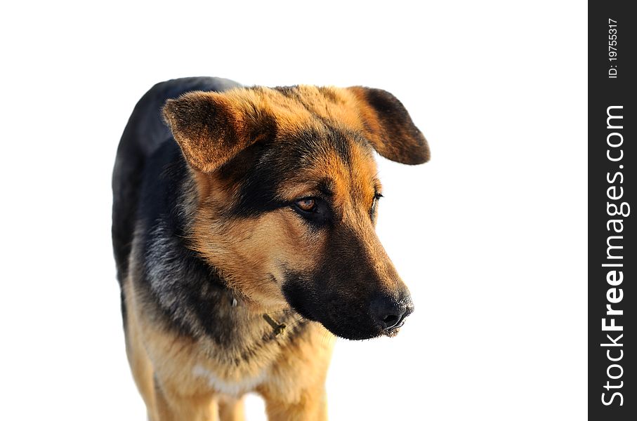 Dog portrait isolated on white background