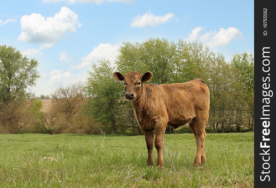Brown calf standing in a farm pasture