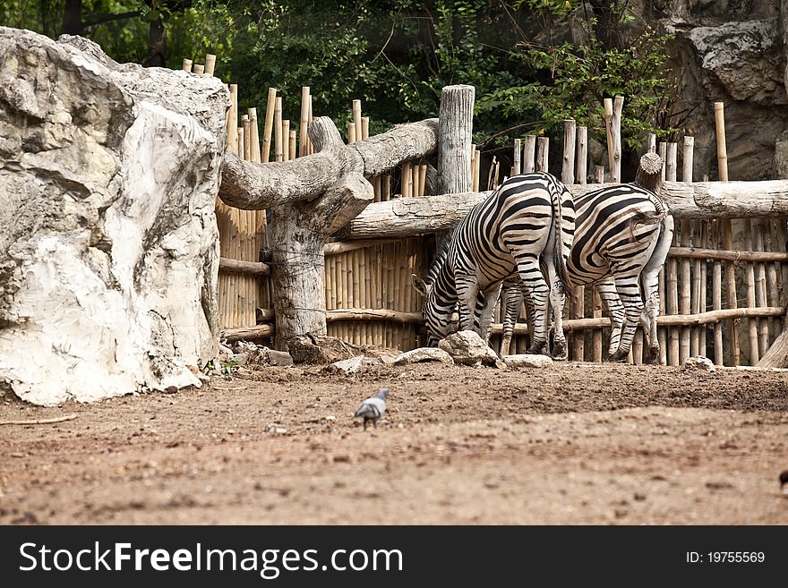 Two Zebra eat something, showing its back to the audience. Two Zebra eat something, showing its back to the audience.