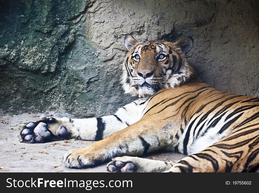 Lying Tiger gaze to the audience at the Zoo.