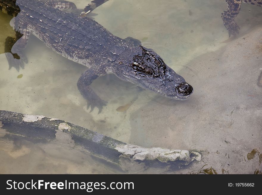 Crocodile in the water taking from the high angle view.