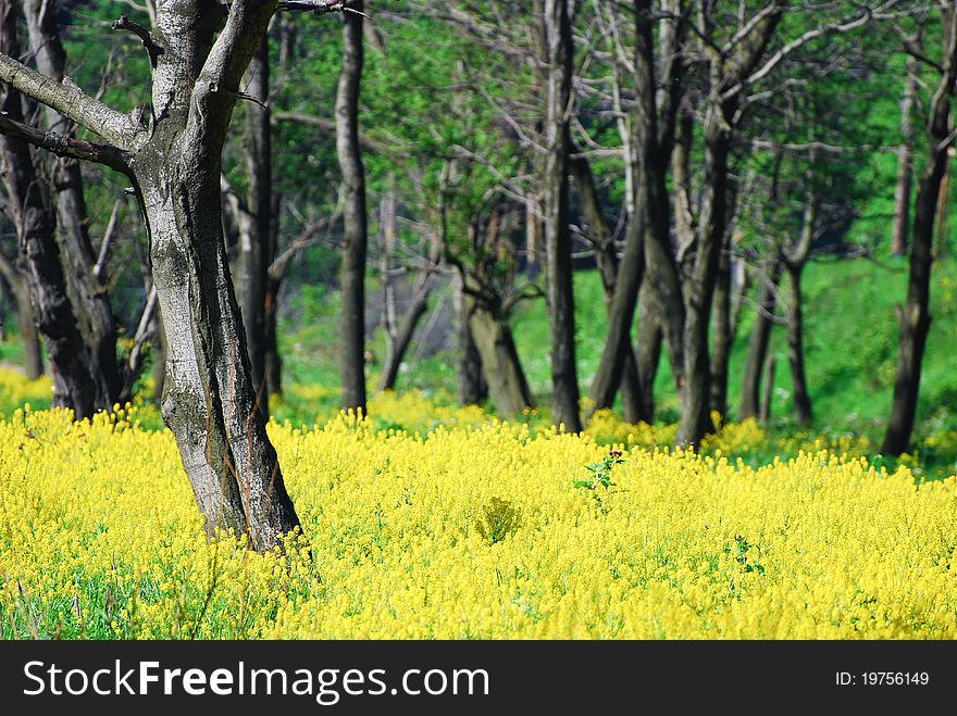 A field of yellow wild flowers and trees. A field of yellow wild flowers and trees