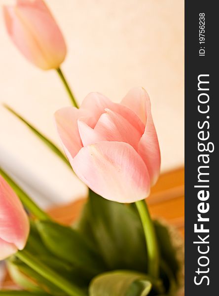Photo of pink tulips in a vase. Photo of pink tulips in a vase.