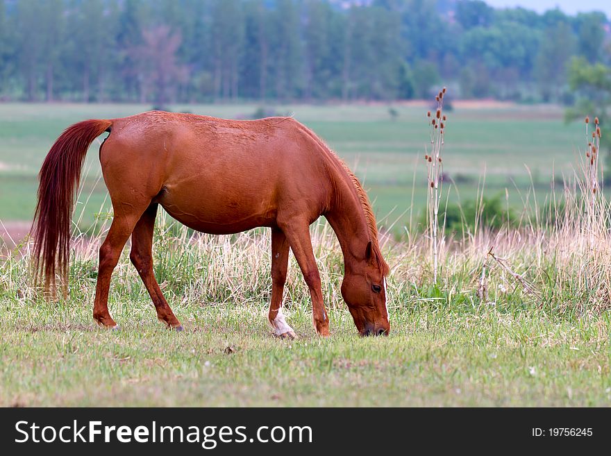 Beautiful young brown horse grazing in the meadow