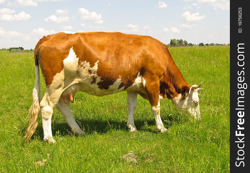 The cow is on pasture. She plucks and eats grass. The cow is on pasture. She plucks and eats grass.