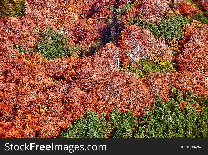 Autumn in the tuscany forest near florence