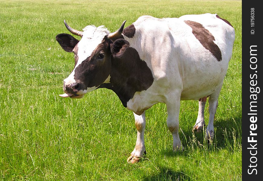 The cow in pasture