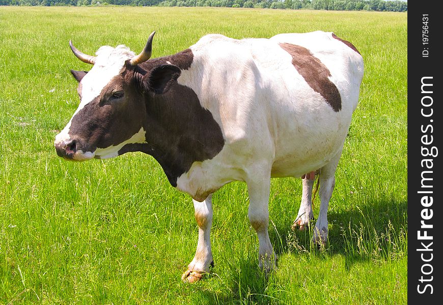 A cow grazes in a meadow. She calmly responds to the actions of the photographer. A cow grazes in a meadow. She calmly responds to the actions of the photographer.