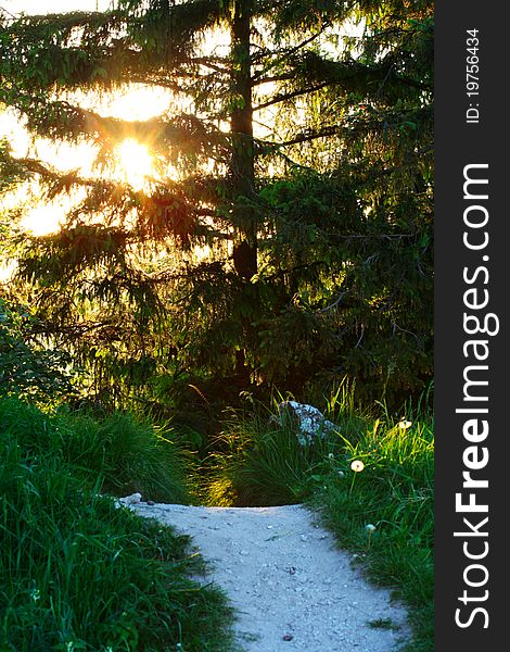 Country road,green trees and sun in forest. Country road,green trees and sun in forest.