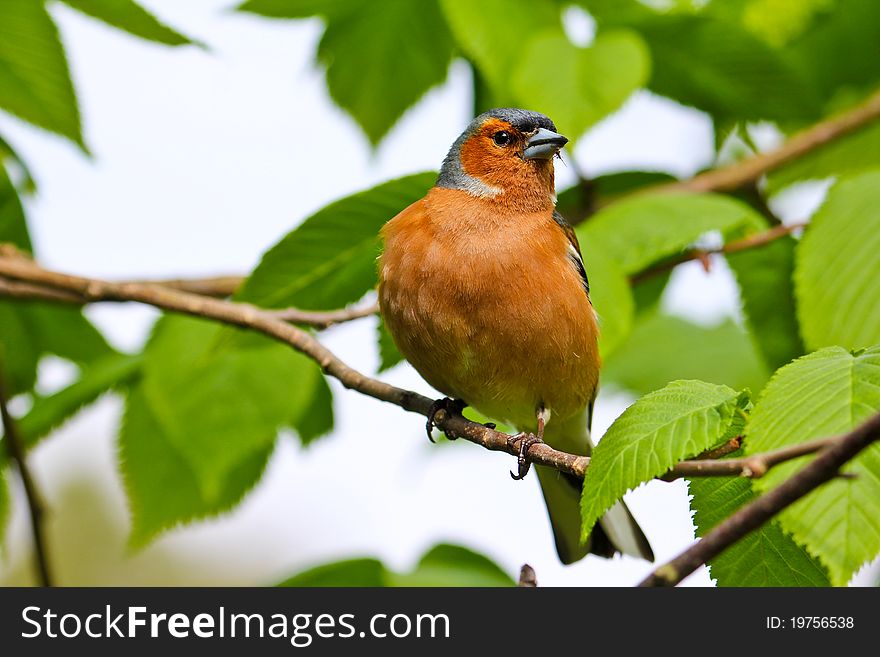 Chaffinch. Sitting on a rock in the forest