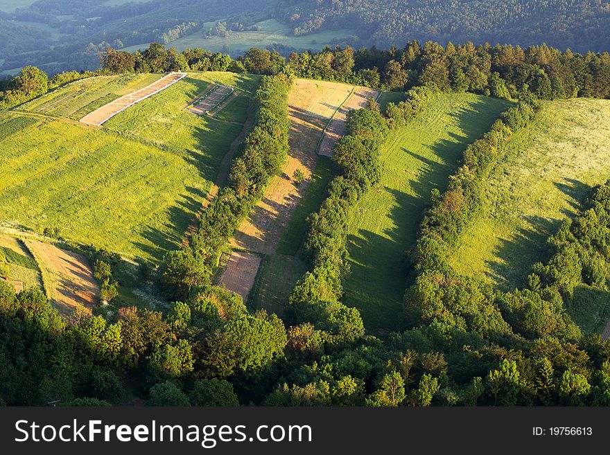 Summer landscape with lines fo tree