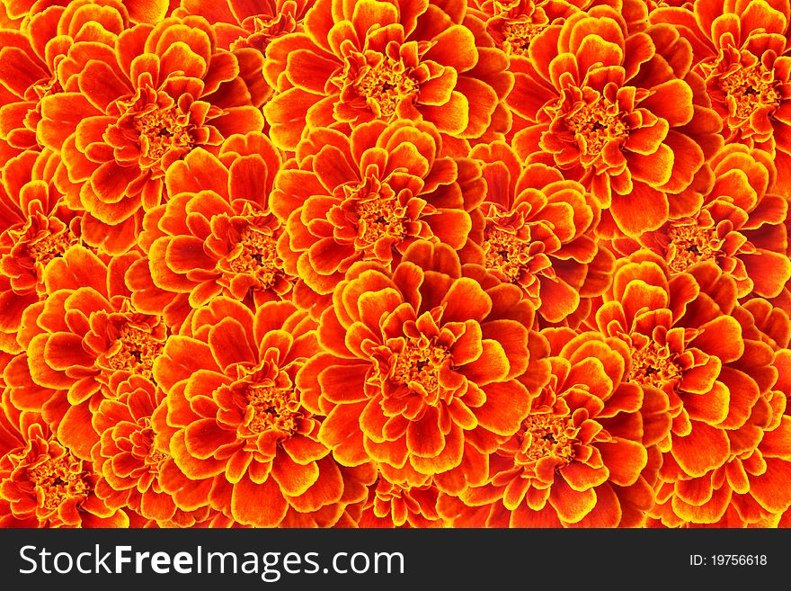 Many of French marigold flower background. Many of French marigold flower background