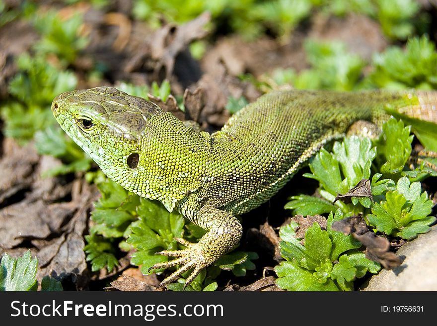 Green lizard in the grass