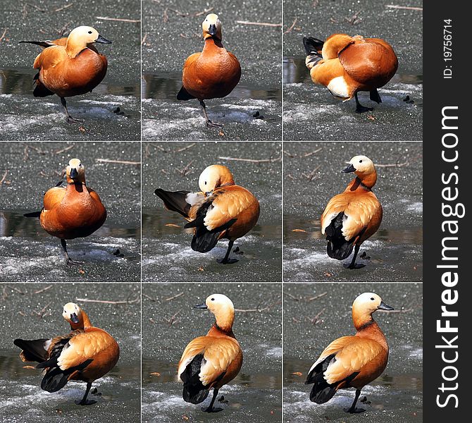 Orange Duck On Ice