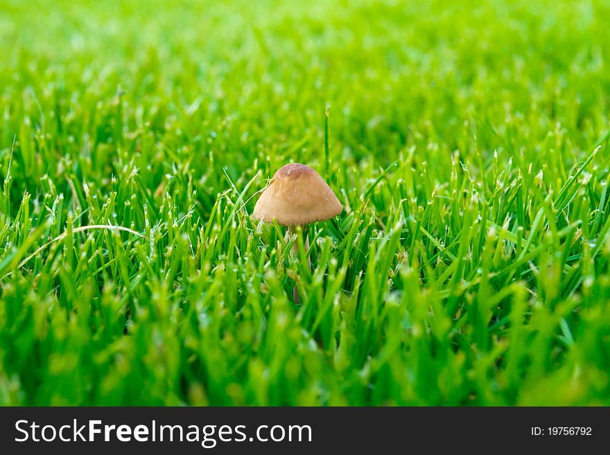 Mushroom on a green grass.