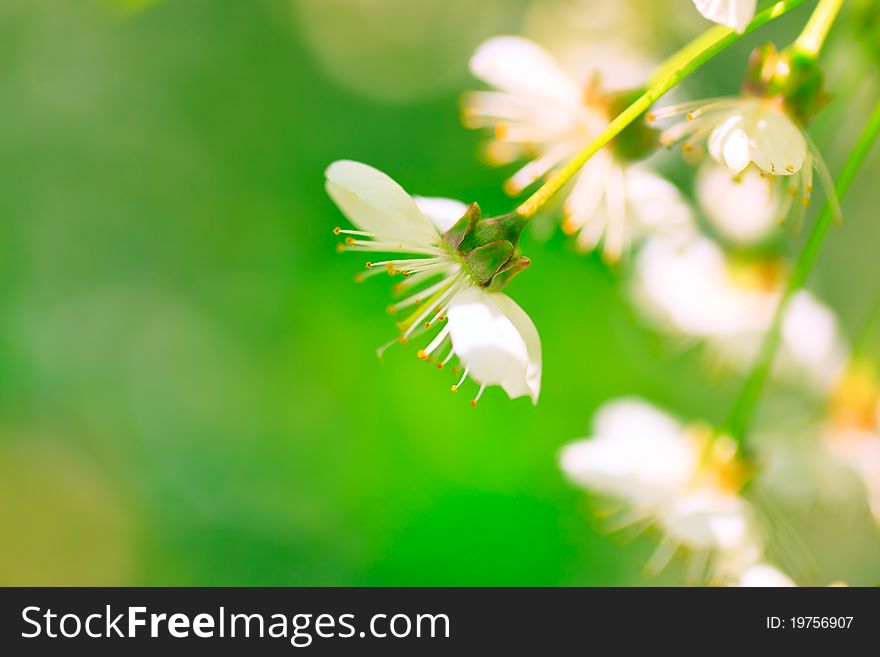 Cherry flowers background in spring.