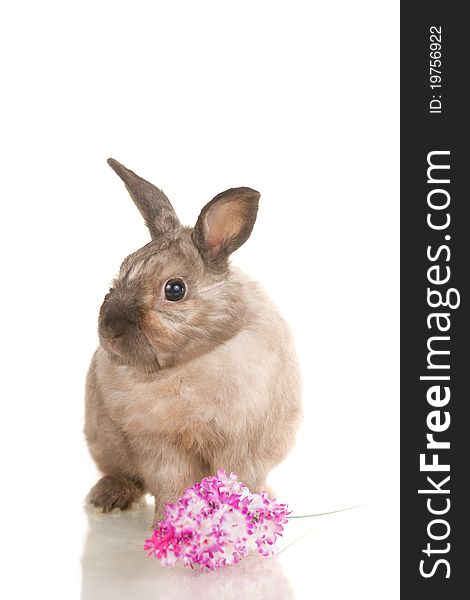 Cute Rabbit Sit On White With Flowers