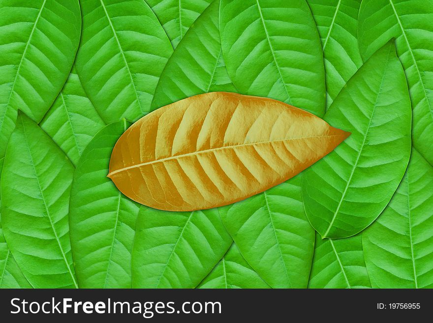Brown leaf on Green leaves background