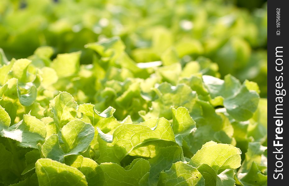 Hydroponics Vegetable