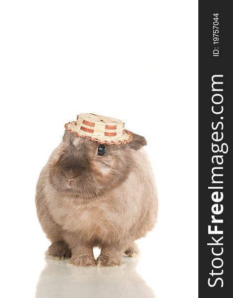 Adorable cute rabbit sit on white background in fun hat. Adorable cute rabbit sit on white background in fun hat