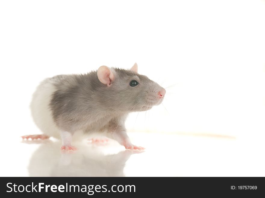 Cute gray and white young home rat sit on white