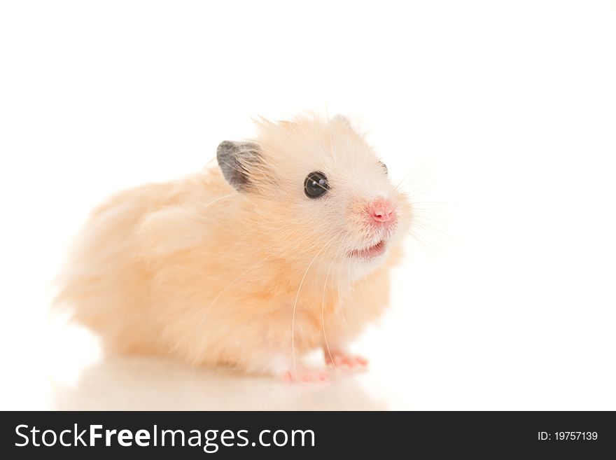 Cute yellow young home hamster sit on white background