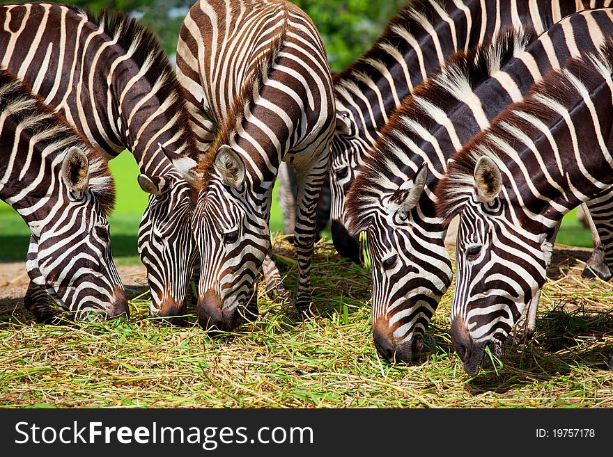 Zebra herd was eating grass. Zebra herd was eating grass