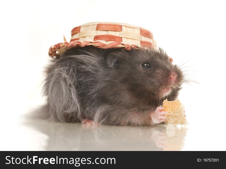 Cute grey young home hamster in hat on white