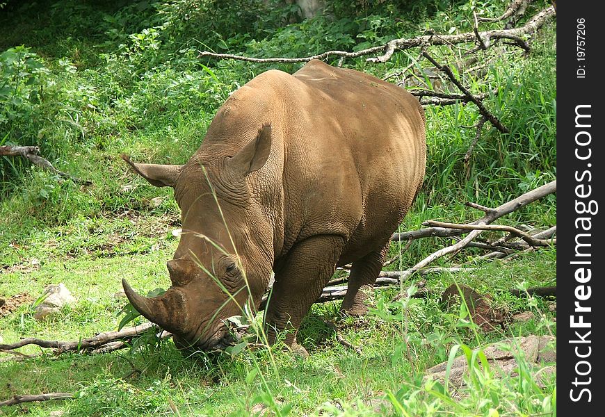 Rhino, Masai MaraGame Reserve, Kenya