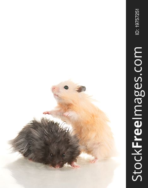 Cute grey young home hamster stay on back paws, yellow hamster sit on white background. Cute grey young home hamster stay on back paws, yellow hamster sit on white background