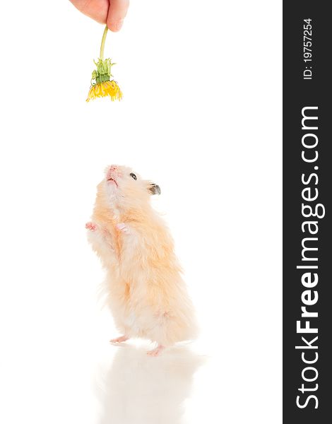 Cute yellow young home hamster stay on back paws on white background try to grab flower