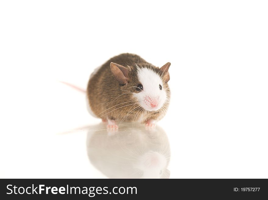 Cute grey home mouse with white spots sit on white background