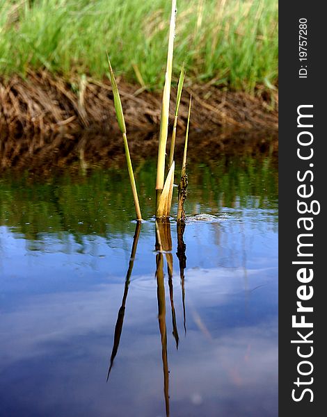 A lonely bulrush growing in the water