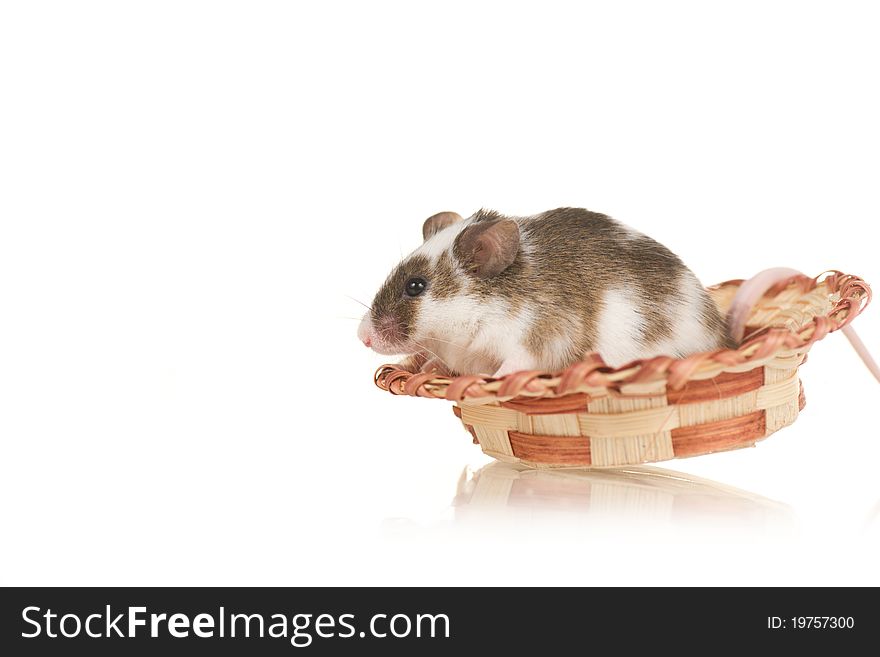 Cute grey home mouse with white spots sit in small hat on white background. Cute grey home mouse with white spots sit in small hat on white background